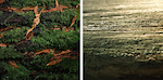 Bark on fallen trees, new and old.