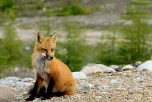Mr. Fox