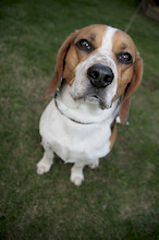 Beagle
