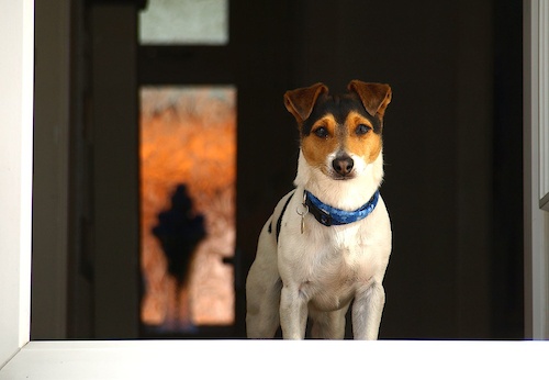 Dog