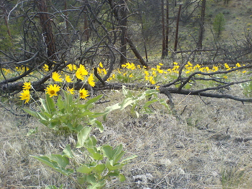 trailside colour