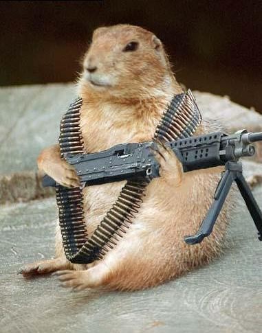 Taliban Hamster