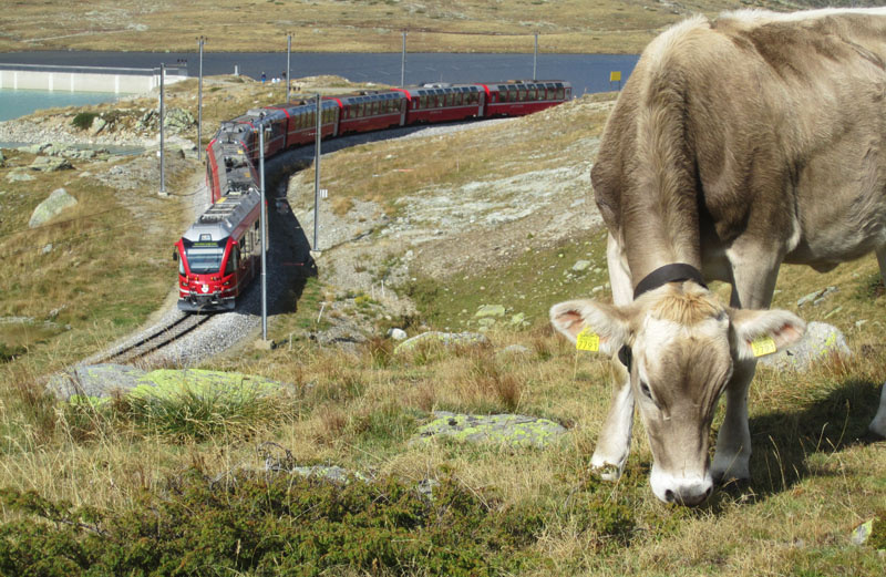 The omnipresent chue cows and the Rh tischeBahn Rhaetian Railway on the very touristy but very beautiful descent from Bernina Pass to Pontresina