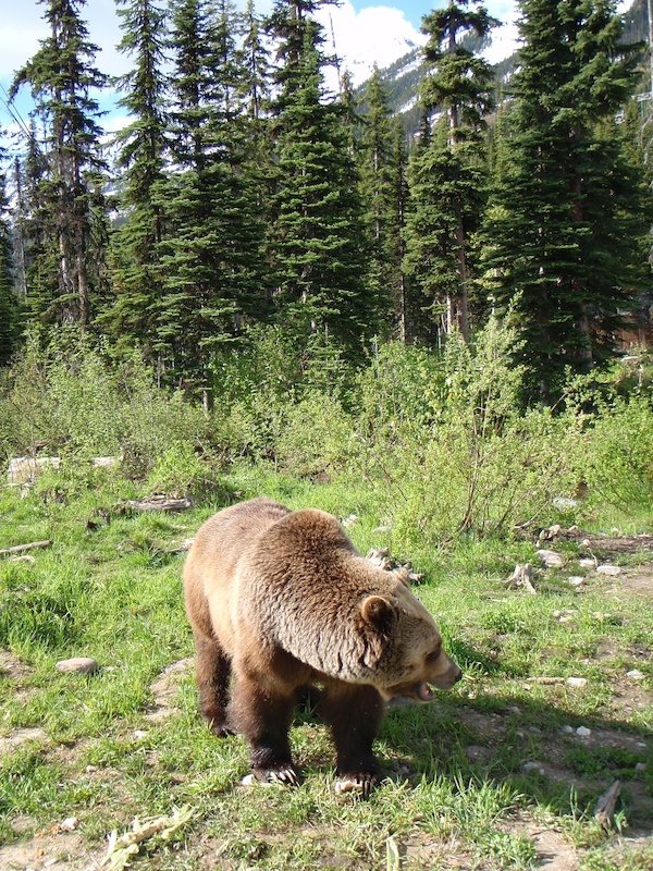 Chewing on some raw meat.