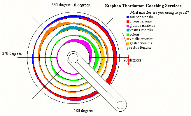 The reality of what muscles are used during a pedal stroke.