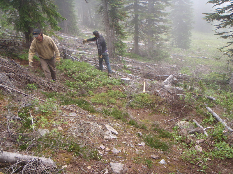 middle of the new reroute. a few years ago this alpine area was gladed for the ski season. underneath the debris is a lovely alpine meadow.