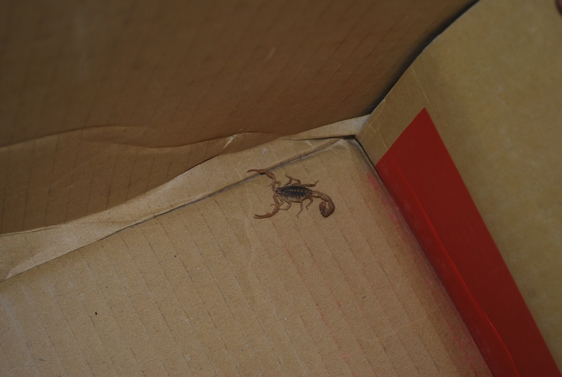 Scorpion