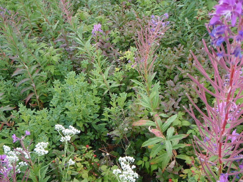 I followed a very slow rider on sweep. I had lots of time to find berry stashes. This isn t the best stash it s just really pretty. But if you look closely there are raspberries and huckleberries.