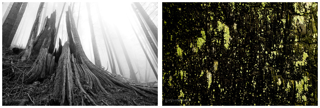 photo Nicolas Teichrob www.nicolasteichrob.com