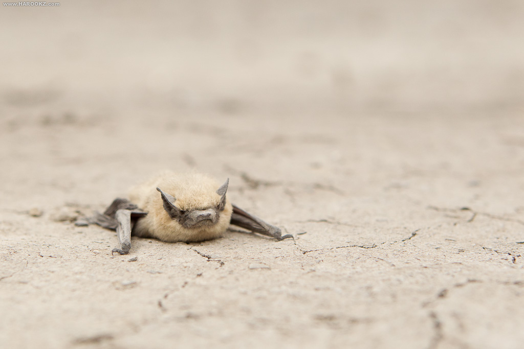 Its not often you get to see a bat up close like this - we got lucky.