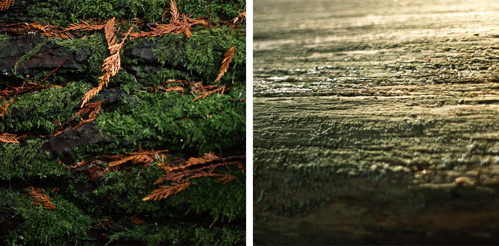 Bark on fallen trees, new and old.