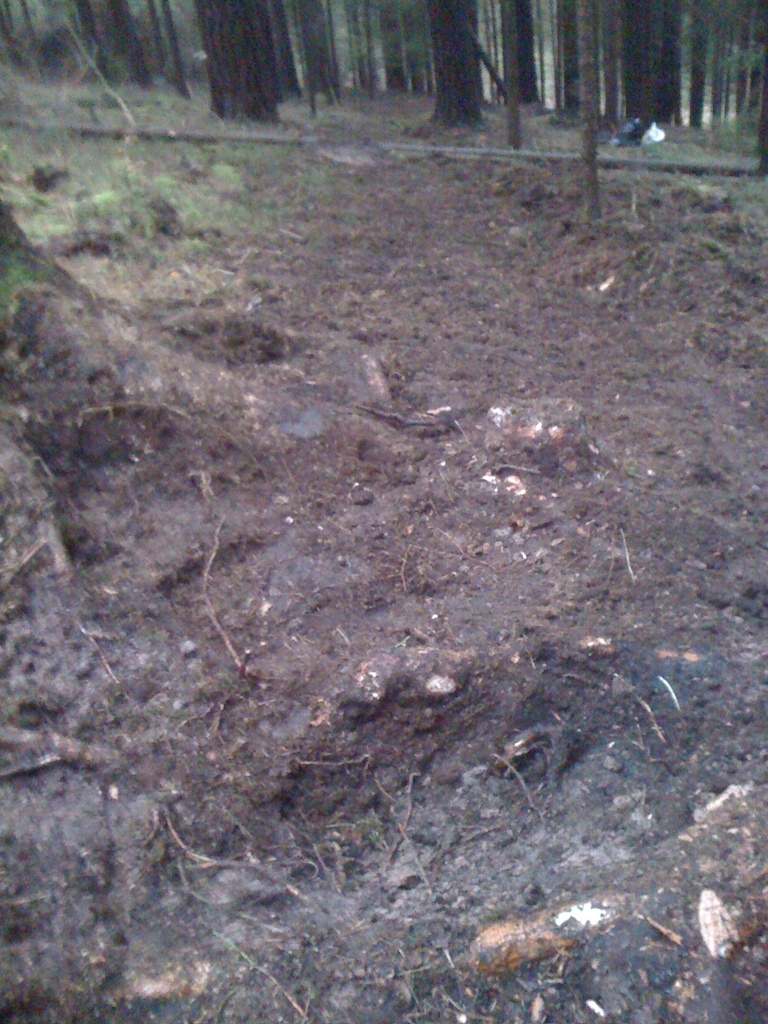 roots