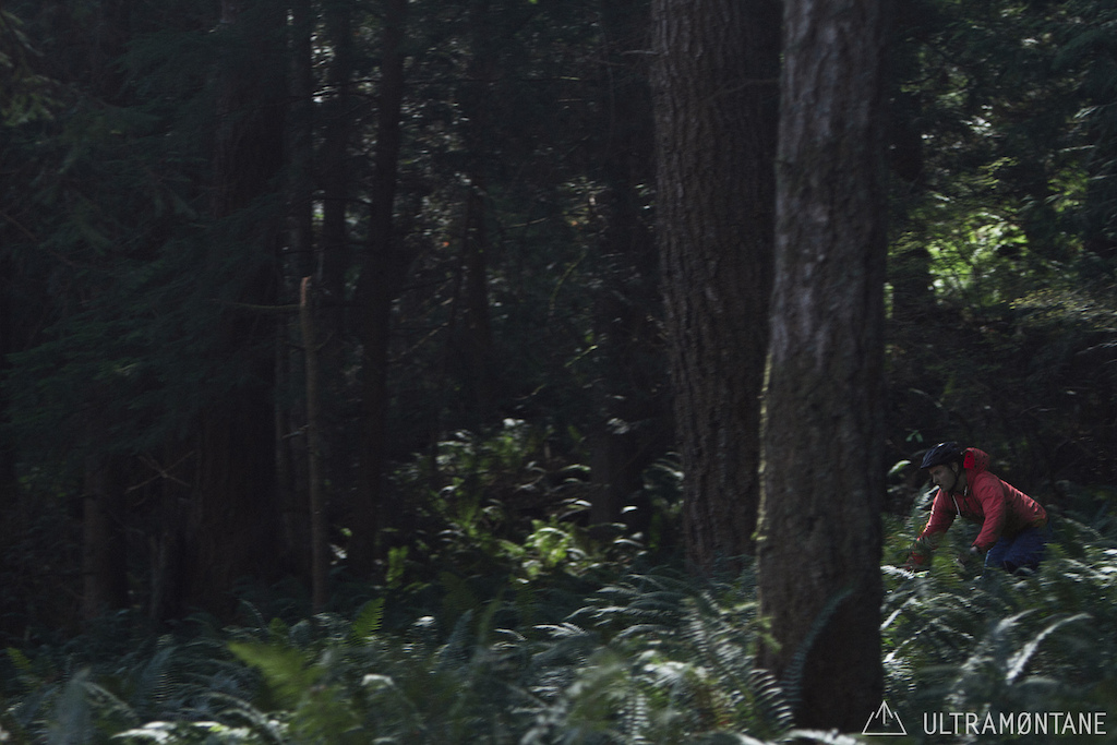 Single track through some ferns.