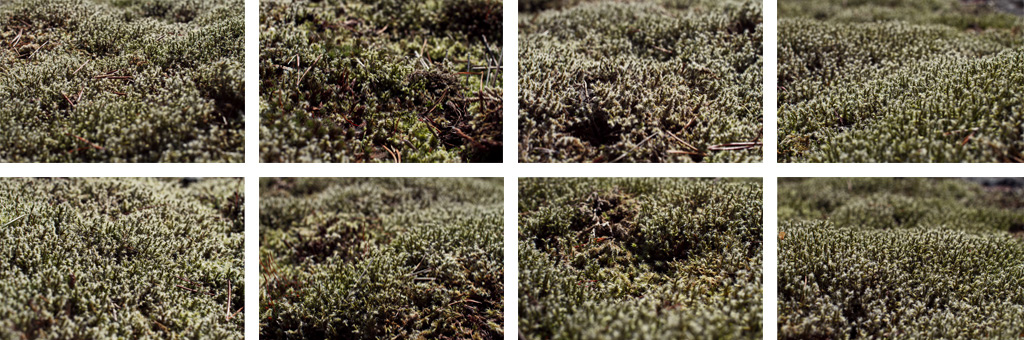 Varieties of terrain but one species of moss.