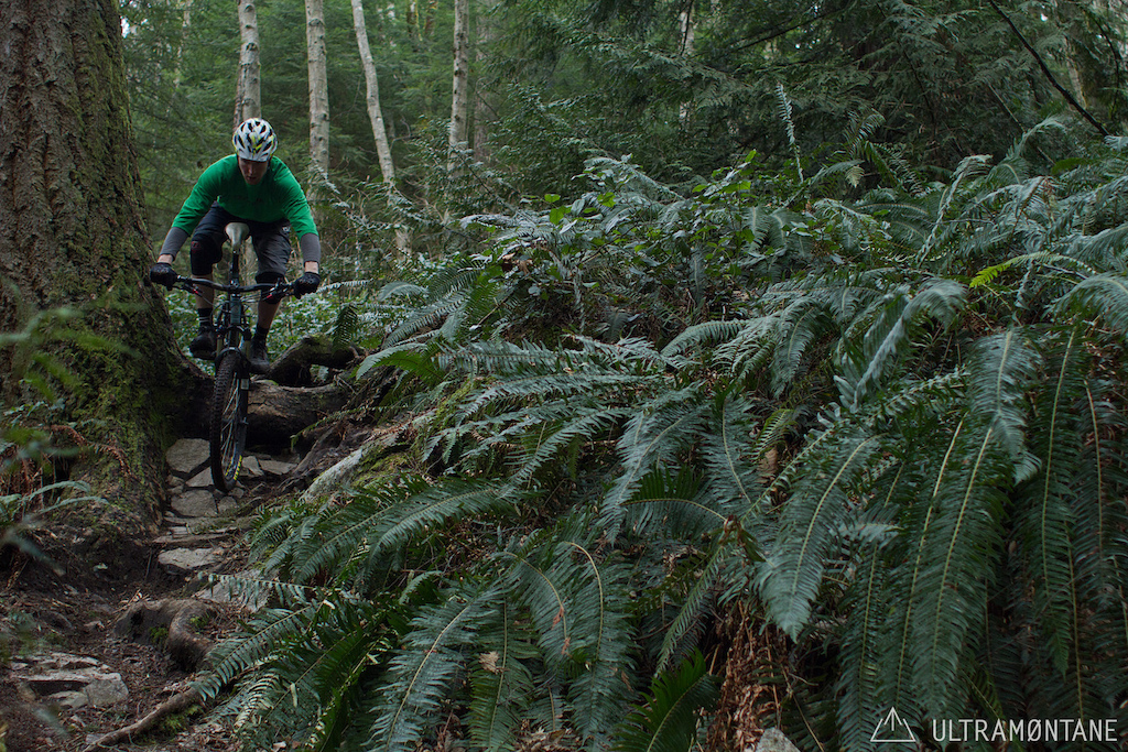 Steep roots on the trail. Ferns growing in the woods.