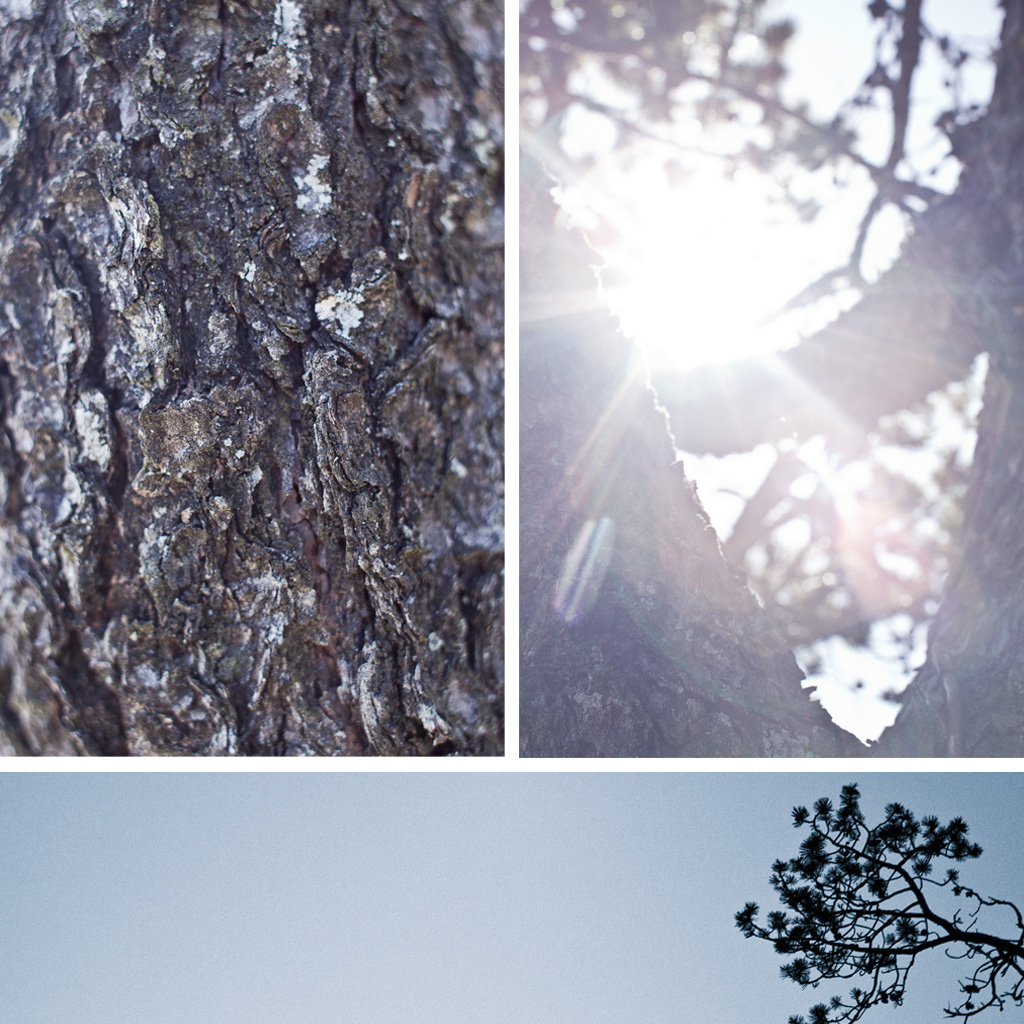 Some lens flare and bark.