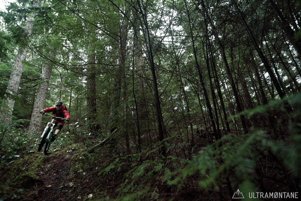 Forest on forest. Old bordering on young.