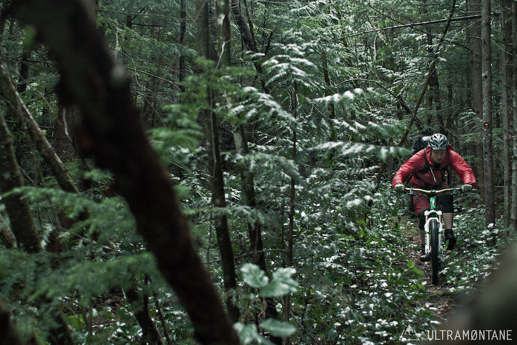 Young forest and singletrack.
