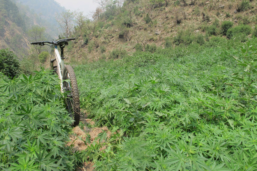its REAL All the stories you ve heard about the Himalayan Herbs growing in abundance is real 