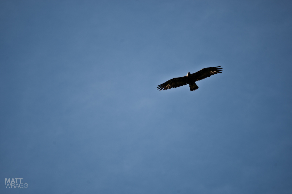Eagle.