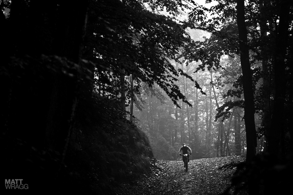 Atmospheric forest shot.