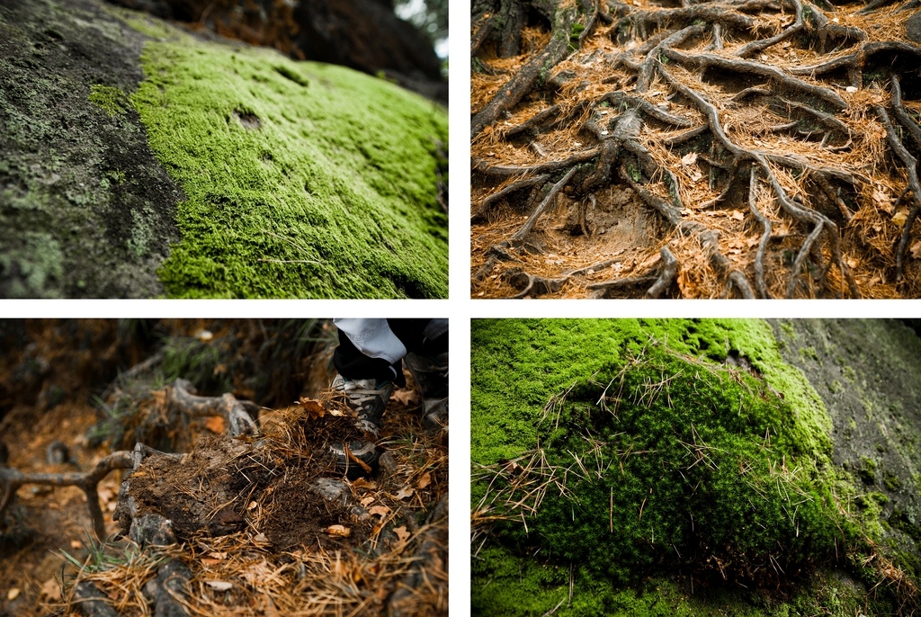 Roots moss amp tree needles photo by www.wolisphoto.com