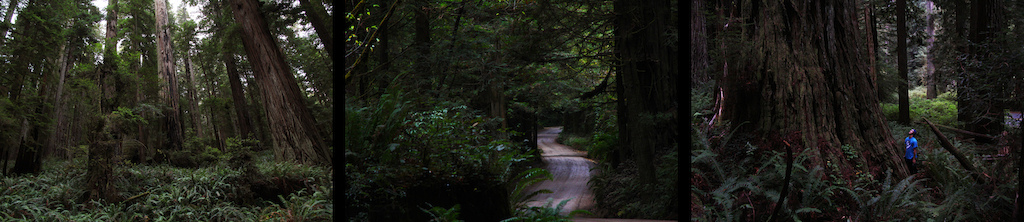 Redwood National Park