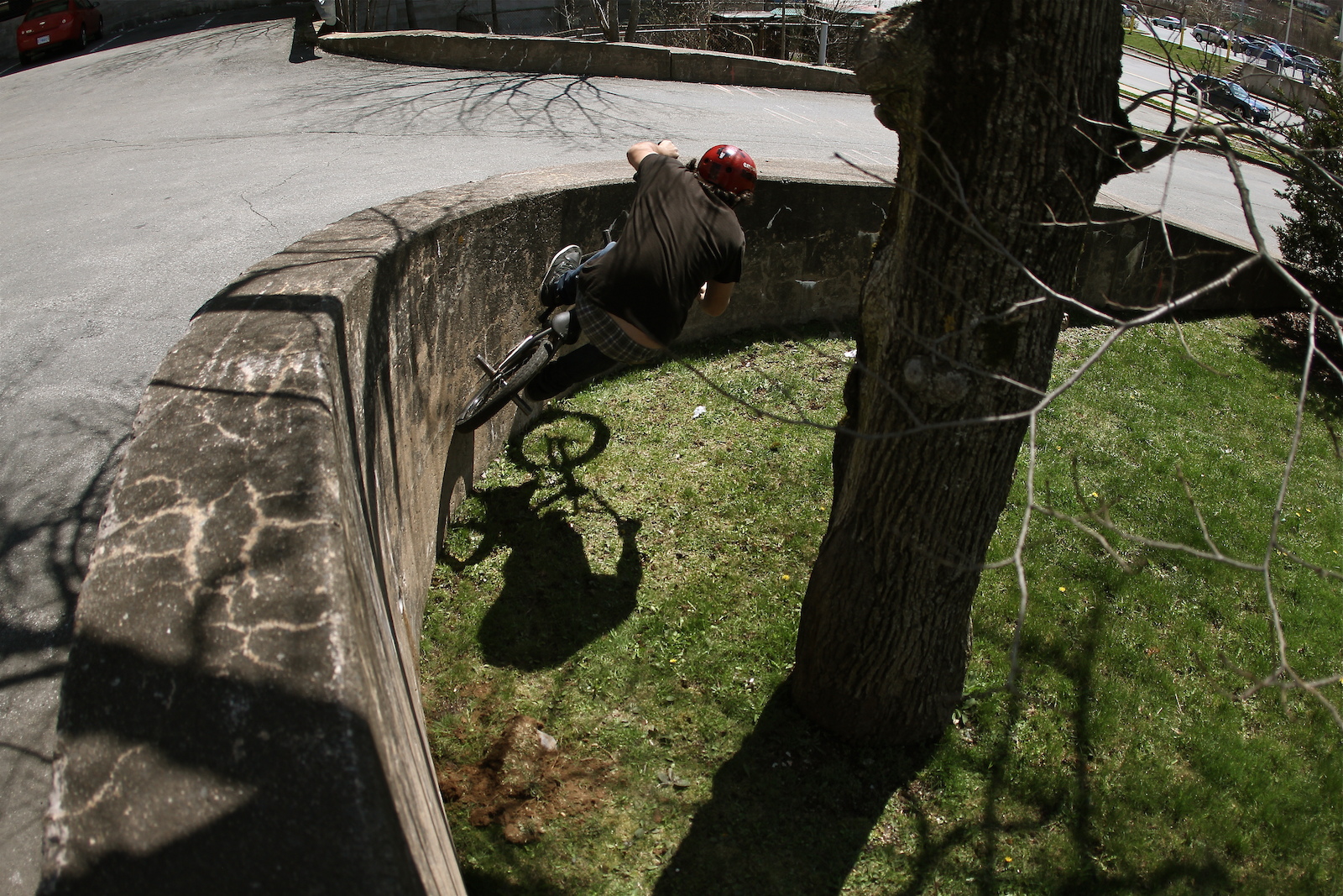 curved wall around tree