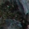 sapin70