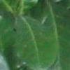 Genepi74
