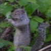 robomonkey1