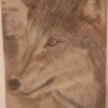 Wlex