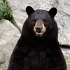 bearstoke