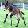 DonkeyHorse