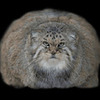 WildCatManul