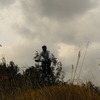 aceto