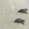 TurtleRacer