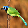 jaybird951