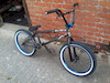 gogster123456789